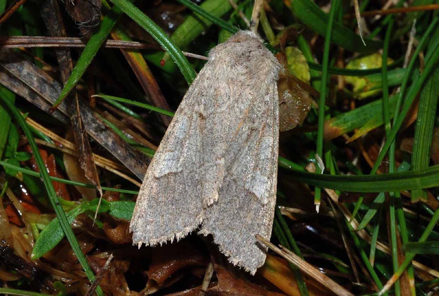 Noctuidae da det.